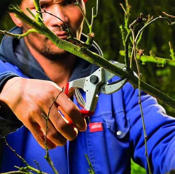 Pruning Shears F31