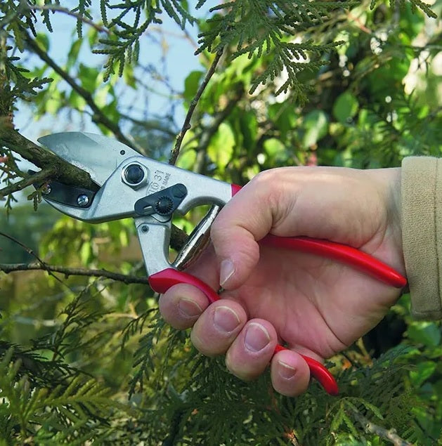 Pruning Shears F31